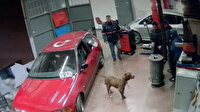 Arnavutköy'de tamirhanede pitbull paniği kamerada