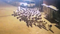 Mersin'de polis çalınan koyunları dışkılarını takip ederek buldu