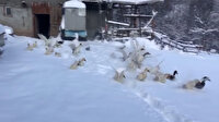 Kaz ve ördeklerin gülümseten kar sevinci
