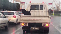 Pendik'te köpeğin kamyonet kasasındaki tehlikeli yolculuğu kamerada