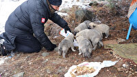 Tesadüfen karşılaştığı 14 köpek yavrusunu beslemek için her gün 5 kilometre yürüyor