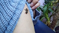 Koronavirüse iyi geldiğini öne sürüp, kendilerini bal arılarına ısırtıyorlar