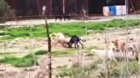 Aç bırakılan köpekler birbirini yedi