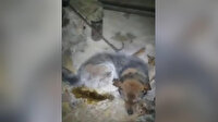 Mucize kurtuluş: Eksi 54 derecede buz tutan köpek hayata döndürüldü