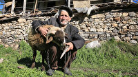 Mehmet amca 47 yıllık eşinden tek emanet koçuna gözü gibi bakıyor