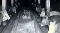 Kayseri depreminde ineklerin paniği kamerada