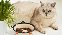 İndirimli Kedi Maması ve Kedi Ürünleri - Zoo.com.tr ‘de