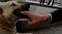 Sokak sokak gezip kendini köpeklere ısırtıyor: Bunu zevkle yapıyorum