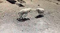 Amasya’da inatçı koçlar öfkelerinin kurbanı oldu