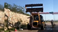 Antalya'da 6 metrelik köpekbalığı yakalandı