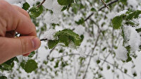 Meteorolojiden Adana, Mersin, Hatay ve Osmaniye için zirai don uyarısı