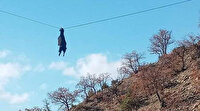 Sinop’tan ilginç görüntü: Boynuzu tellere takılan keçi gökyüzünde süzüldü
