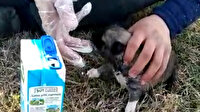 Eldiveni biberon yaptı açlıktan ölmek üzere olan yavru köpeği kurtardı