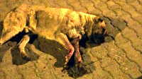 Sokak köpeğinin gözlerini oyup sopayla öldüresiye dövdüler