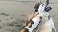 Yine pitbull dehşeti: Sokak köpeğine saldıran pitbull köpeklerinin sahibine 20 bin 868 lira ceza