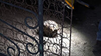 Antalya'da temizlik yaparken insan kafatası buldu