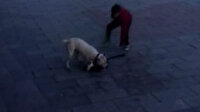 Eyüpsultan Meydanı’nda pitbull dehşeti