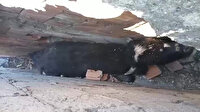 Talihsiz inek köpeklerden kaçarken iki duvar arasına sıkıştı