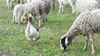 Bu kaz koyunlara çobanlık yapıyor: Görenler şaşırıyor