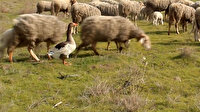 Manisa'da koyun sürüsüne çobanlık yapan kaz şaşırtıyor