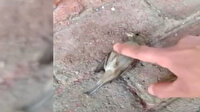 Serçeye parmağıyla kalp masajı yaparak hayata döndürdü