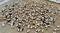 Koyun ve kuzuların buluşması renkli görüntülere sahne oldu