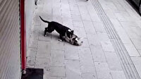 Hatay'da 'pitbull' dehşeti kamerada