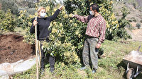 Muza alternatif avokado: Üreticinin yeni umudu