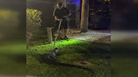 ABD'de evin garajına giren timsah paniğe sebep oldu