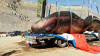 Çin'de 18 metrelik ölü ispermeçet balinası kıyıya vurdu