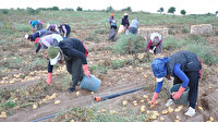 Bakanlıktan patates ve soğan açıklaması: Kısıtlama yok