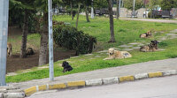 İzmitlilerin kâbusu oldu: Çiğ etle beslenen köpekler tehlike saçıyor