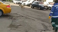 Rize'de köpek, temizlik işçisinin süpürgesini kaçırdı