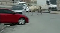 Arnavutköy'de ana caddede başıboş koşan at şaşırttı