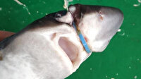 Yavru köpek balığının başına takılan plastik halkayı çıkardı