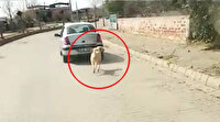Aydın'da tepki çeken görüntü: Köpeği aracın arkasına bağlayıp sürükledi