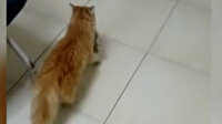 Anne kedi gözleri enfeksiyon kapan yavrularını doktora getirdi