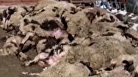 Annelerinin bulunduğu bölüme geçen kuzular, izdihamda havasızlıktan öldü