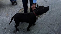 Pitbull gezdirdi 10 bin lira ceza yedi