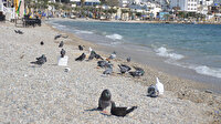 Bodrum kuşlara kaldı: Kısıtlamaya uyuldu her yer bomboş kaldı