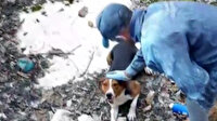 Sulama havuzuna düşen köpeği el ele verip kurtardılar