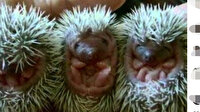 İnternetten hayvan satışı tepkisi: Tarantula, baykuş, albino kirpi, yılan ne ararsan var