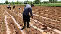 Bakan Pakdemirli açıkladı: Gübre desteği yüzde 100 oranında artırıldı