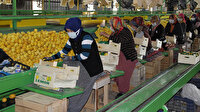 Talep azaldı limon fiyatları düştü: 3 liradan alıcı buluyor