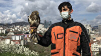 Aç kalan yırtıcı şahin İstanbul'da şehrin ortasına indi