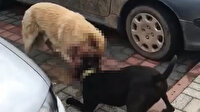 Bursa'da sokak köpeğine pitbull saldırısı kamerada