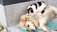 Uyuyan köpeğin sırtına çıkıp masaj yapan kedi sosyal medyada gündem oldu