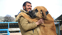 Hobisini işe dönüştüren vatandaş insan boyunda çoban köpekleriyle çiftlik kurdu: 50 bin TL'ye satmadı