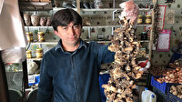 Toroslar’dan toplayıp tazesini 150 TL’den, kurusunu bin 500 TL’den satıyorlar