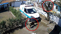 Köpeğin saldırısından kaçan kuryenin ağaca çıktığı anlar kamerada